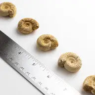Ammonite Fossil Specimen