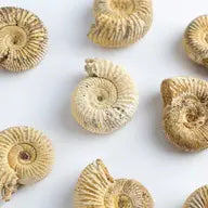 Ammonite Fossil Specimen