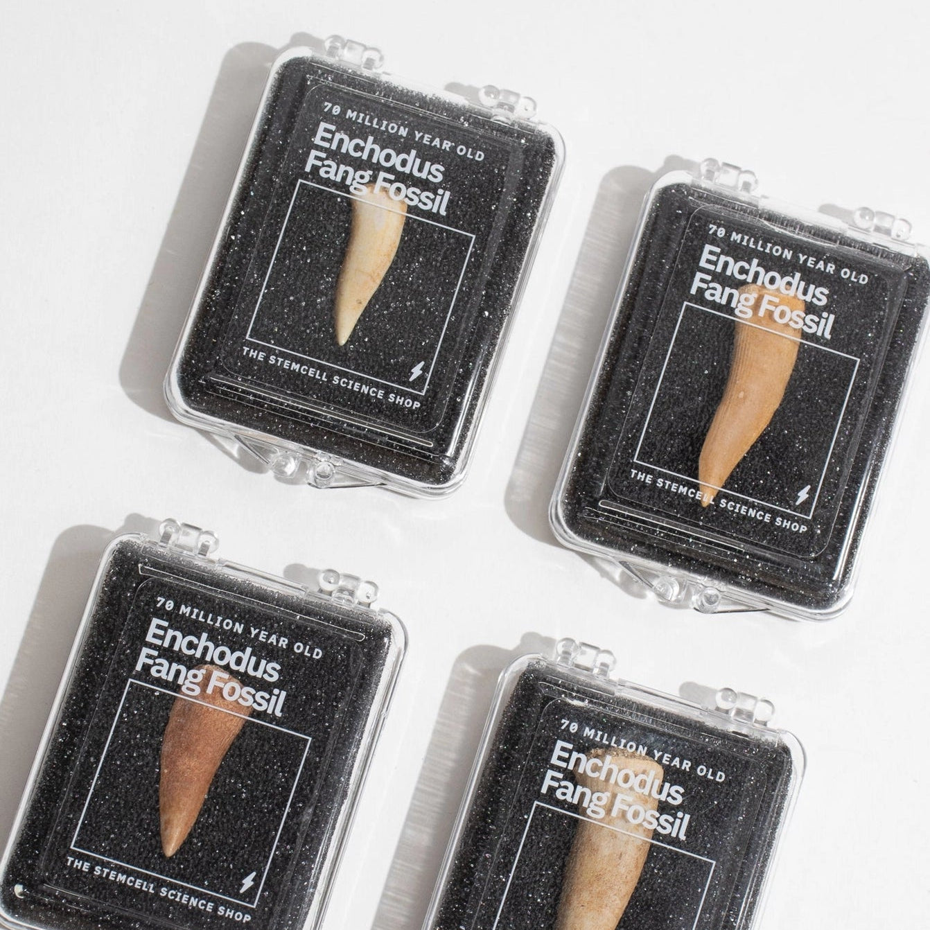 Enchodus Fang Fossil