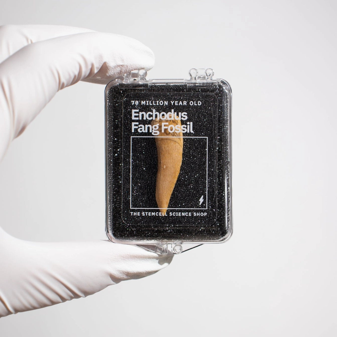 Enchodus Fang Fossil