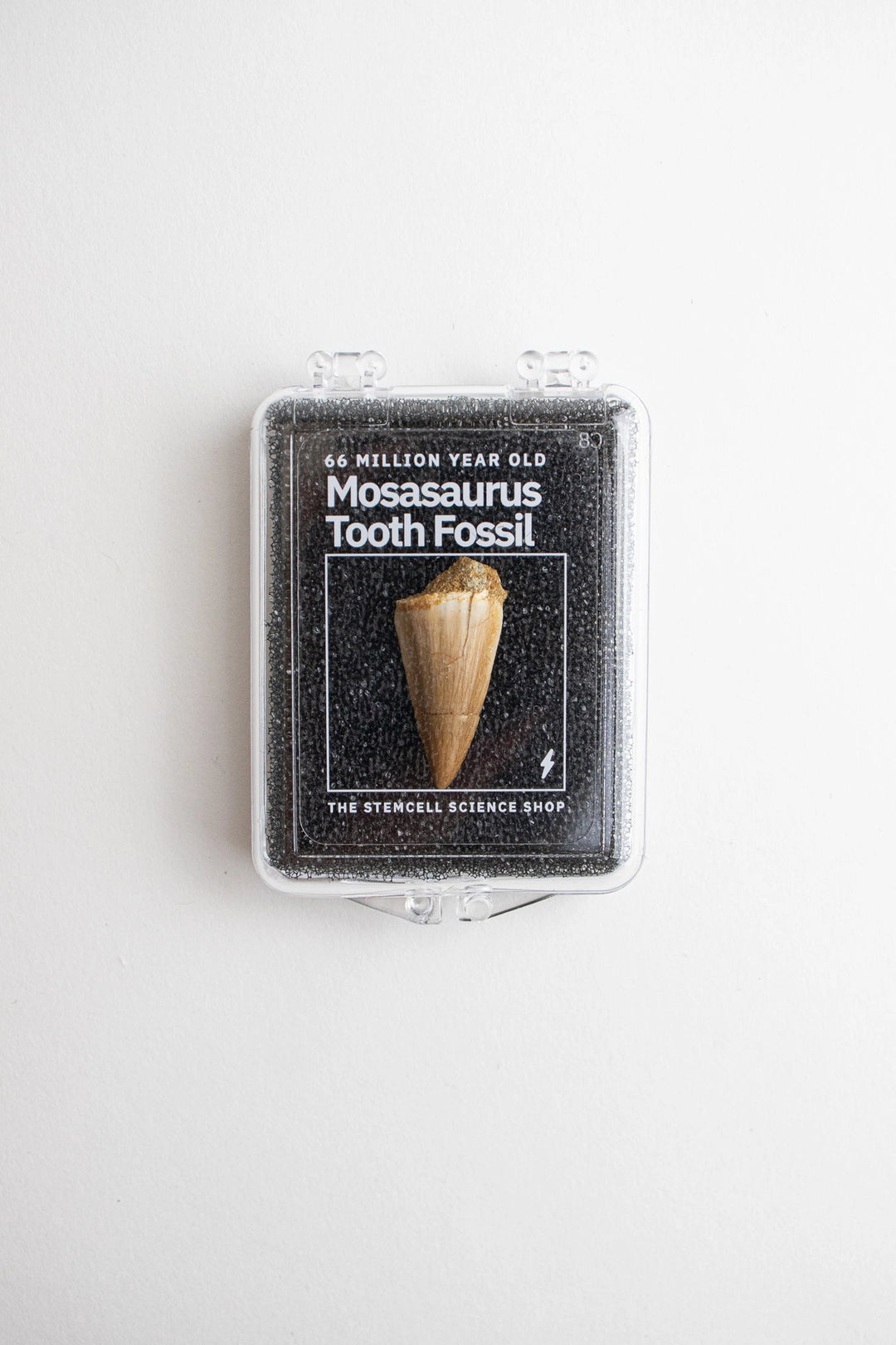 Mosasaurus Tooth Fossil Specimen