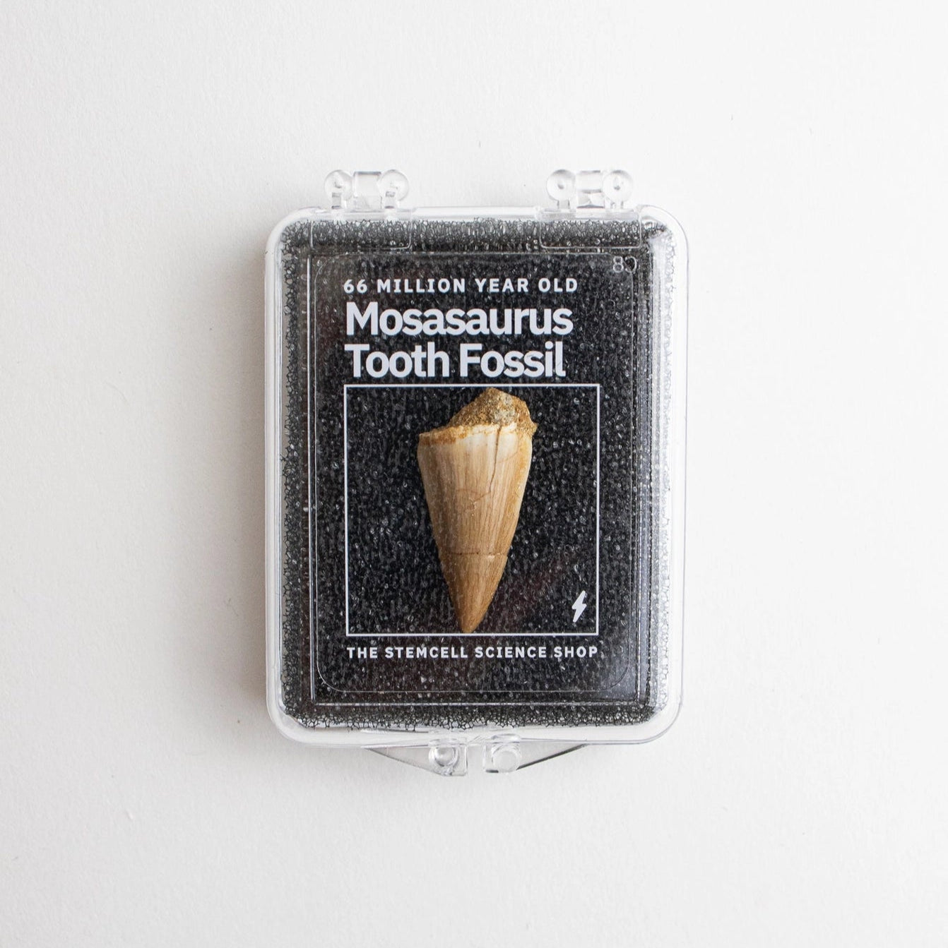 Mosasaurus Tooth Fossil Specimen
