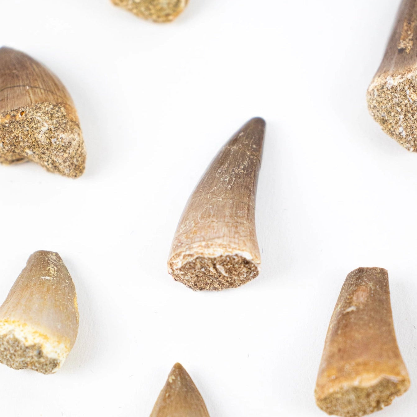 Mosasaurus Tooth Fossil Specimen