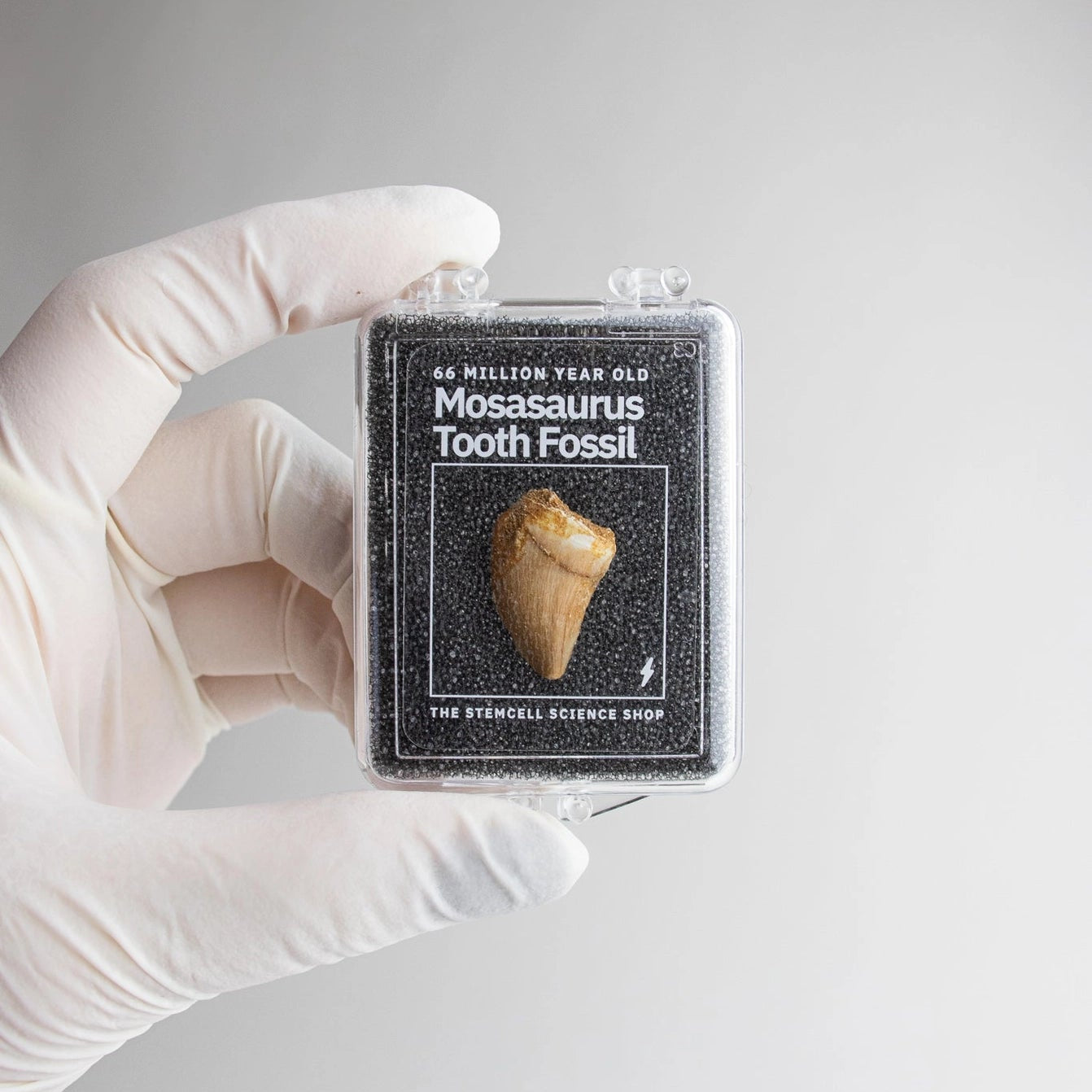 Mosasaurus Tooth Fossil Specimen