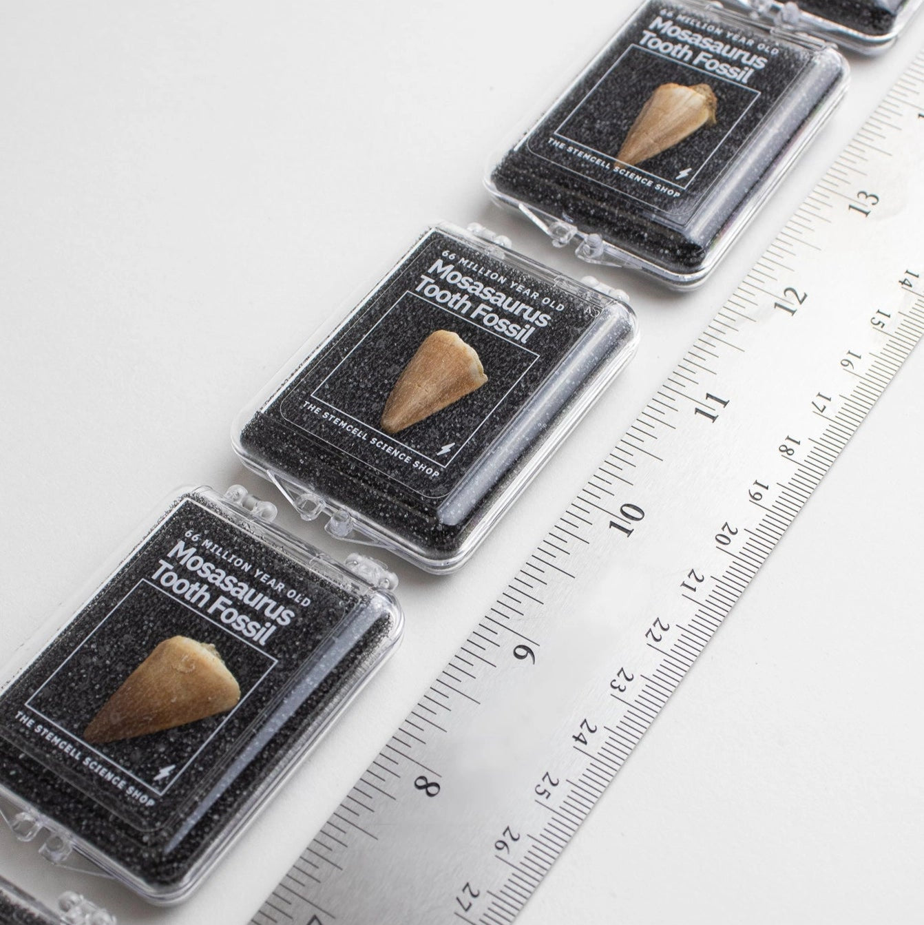 Mosasaurus Tooth Fossil Specimen