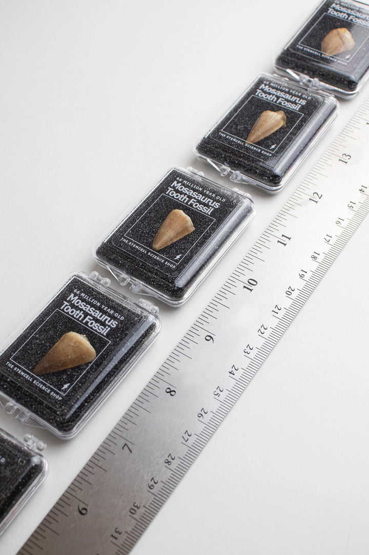 Mosasaurus Tooth Fossil Specimen