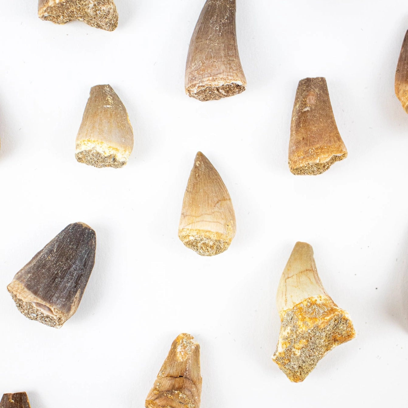 Mosasaurus Tooth Fossil Specimen