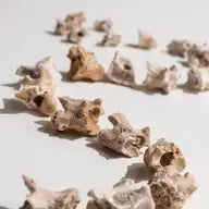 Sea Snake Vertebrae Fossil Specimen