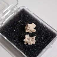 Sea Snake Vertebrae Fossil Specimen
