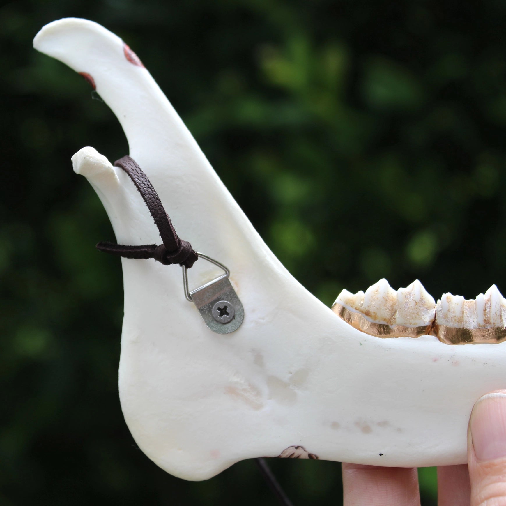 Hanging Decorative Deer Jawbone