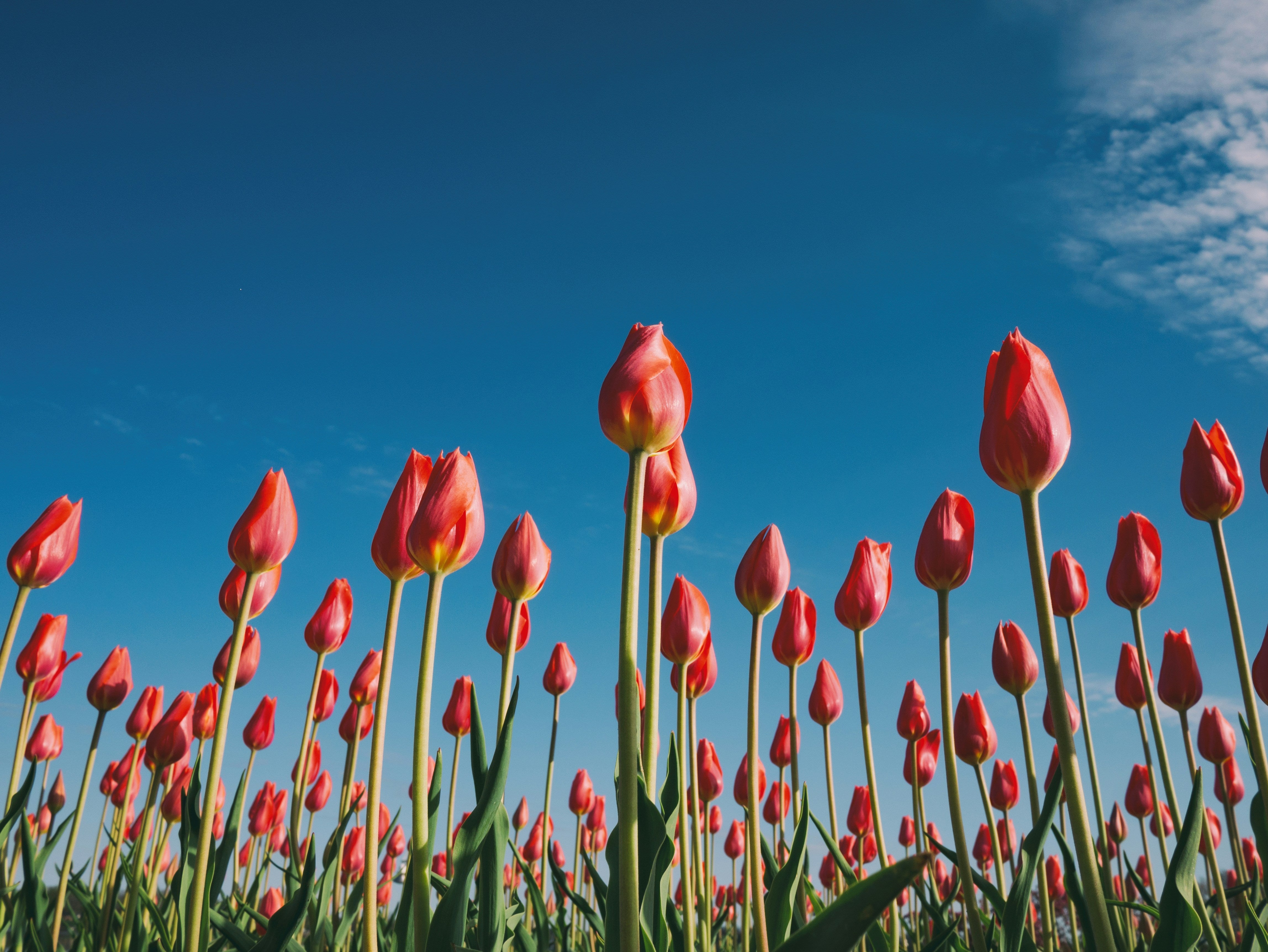 Cottage at the Tulip Field - Mystery Theme Set