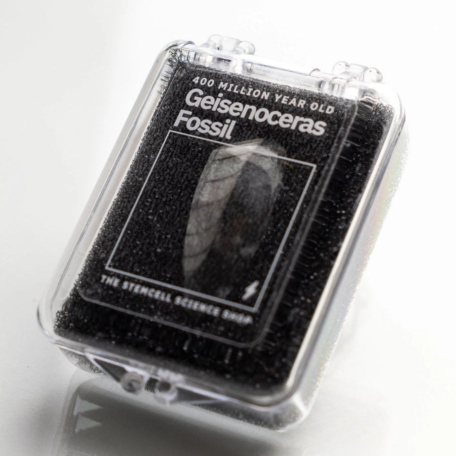 Geisenoceras Fossil Specimen