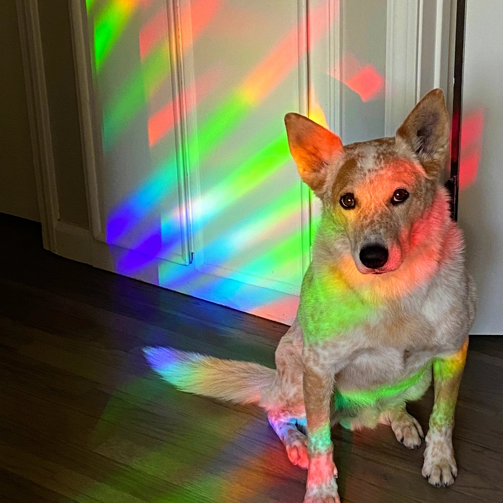 Lotus & Beetle Suncatcher Sticker