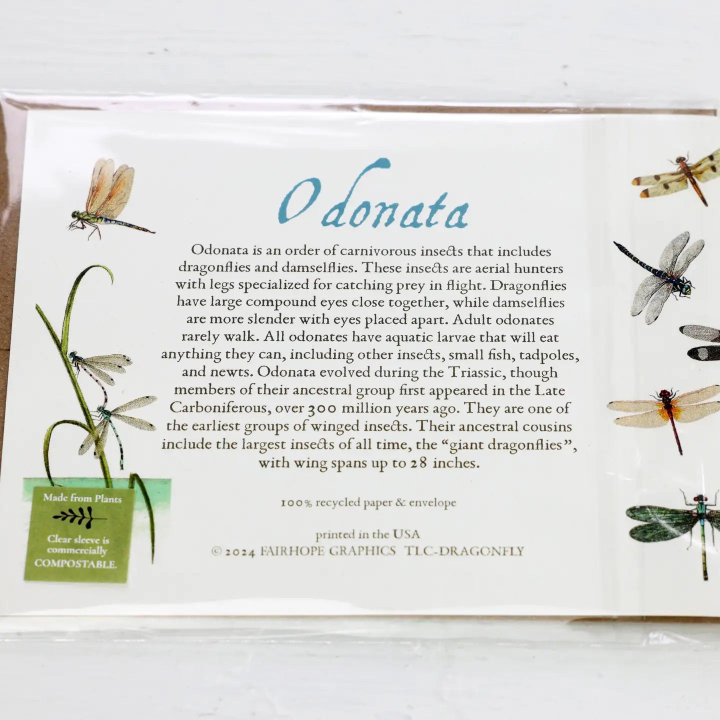 Dragonflies History Card