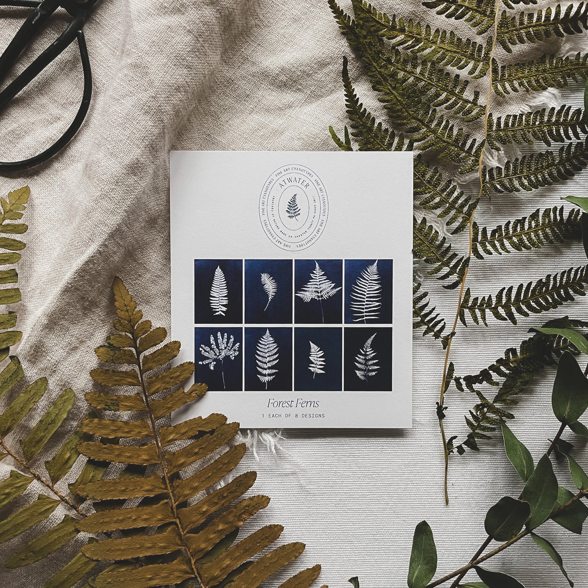 Ferns - Botanical Cyanotype Cards Boxed Set