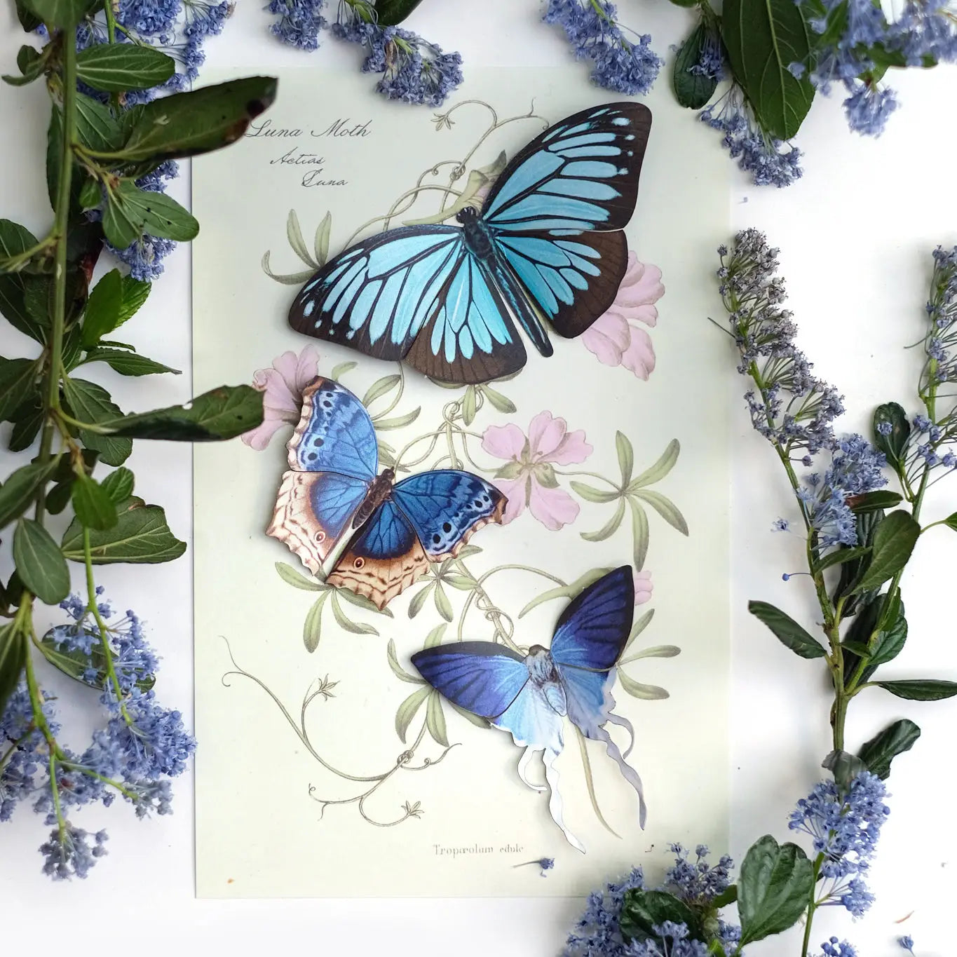 Lupine Paper Butterfly set