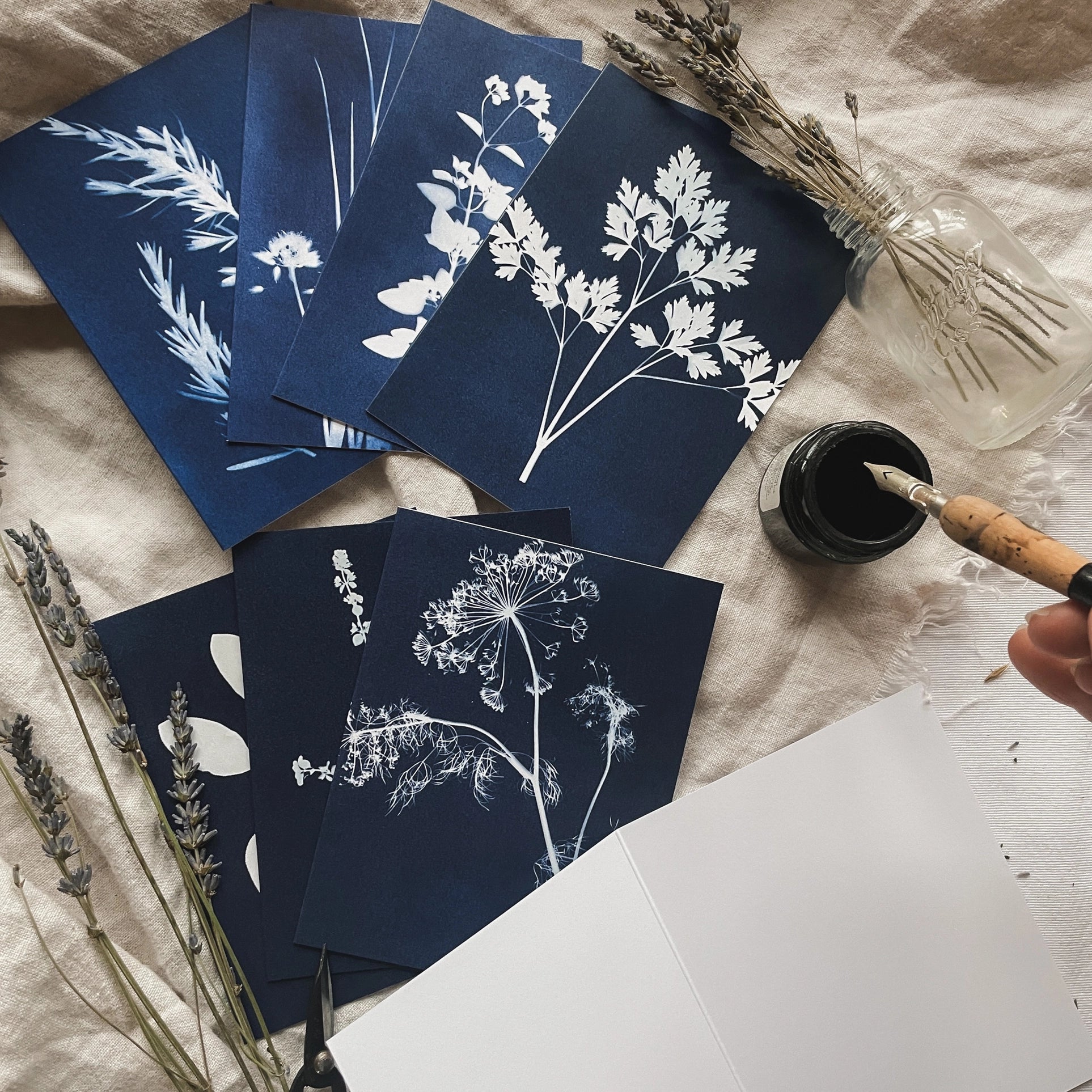 Herbs - Botanical Cyanotype Cards Boxed Set