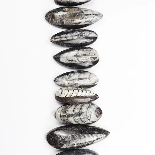 Geisenoceras Fossil Specimen