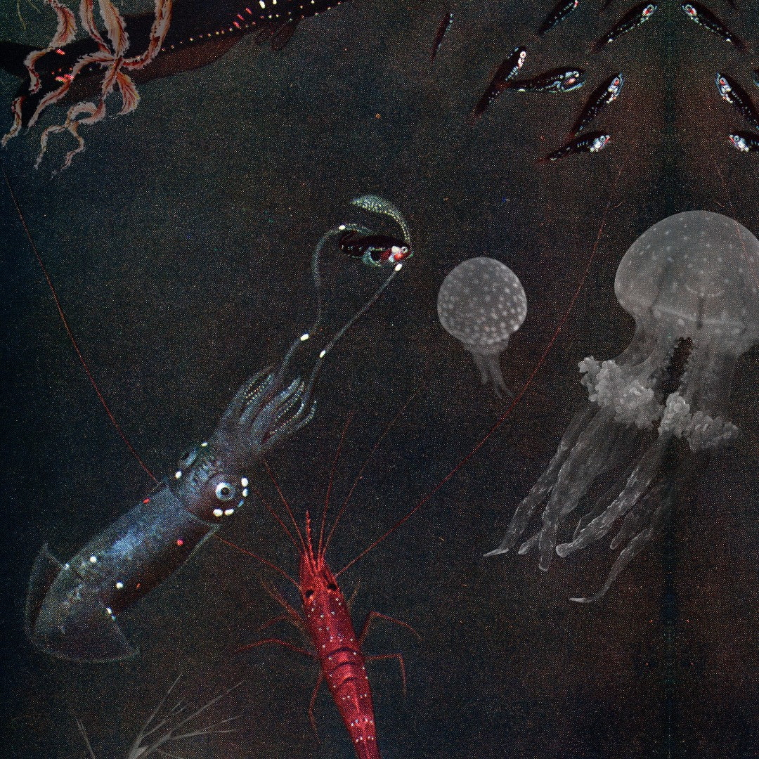 Glimpses of Deep Sea Life Mystery Theme Set