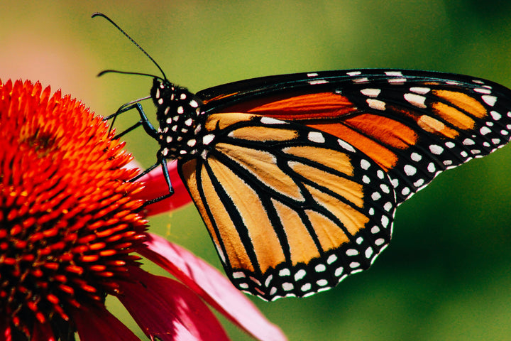 Spring Wing Collection - Monarch Pen Pack