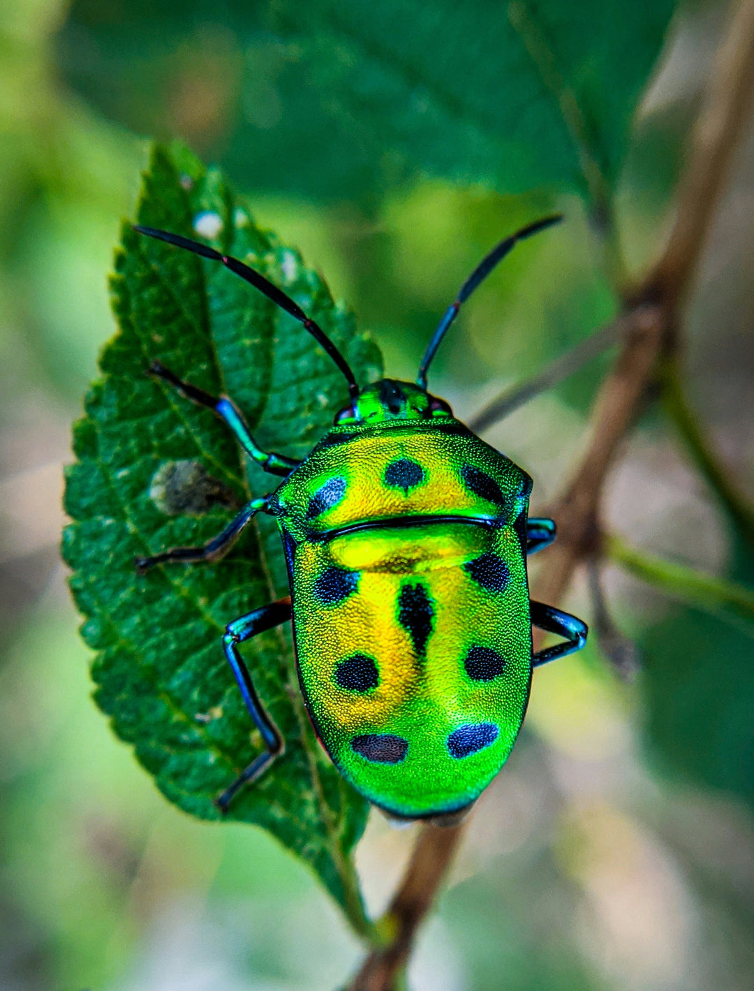 Entomology Enthusiast Mystery Theme Set