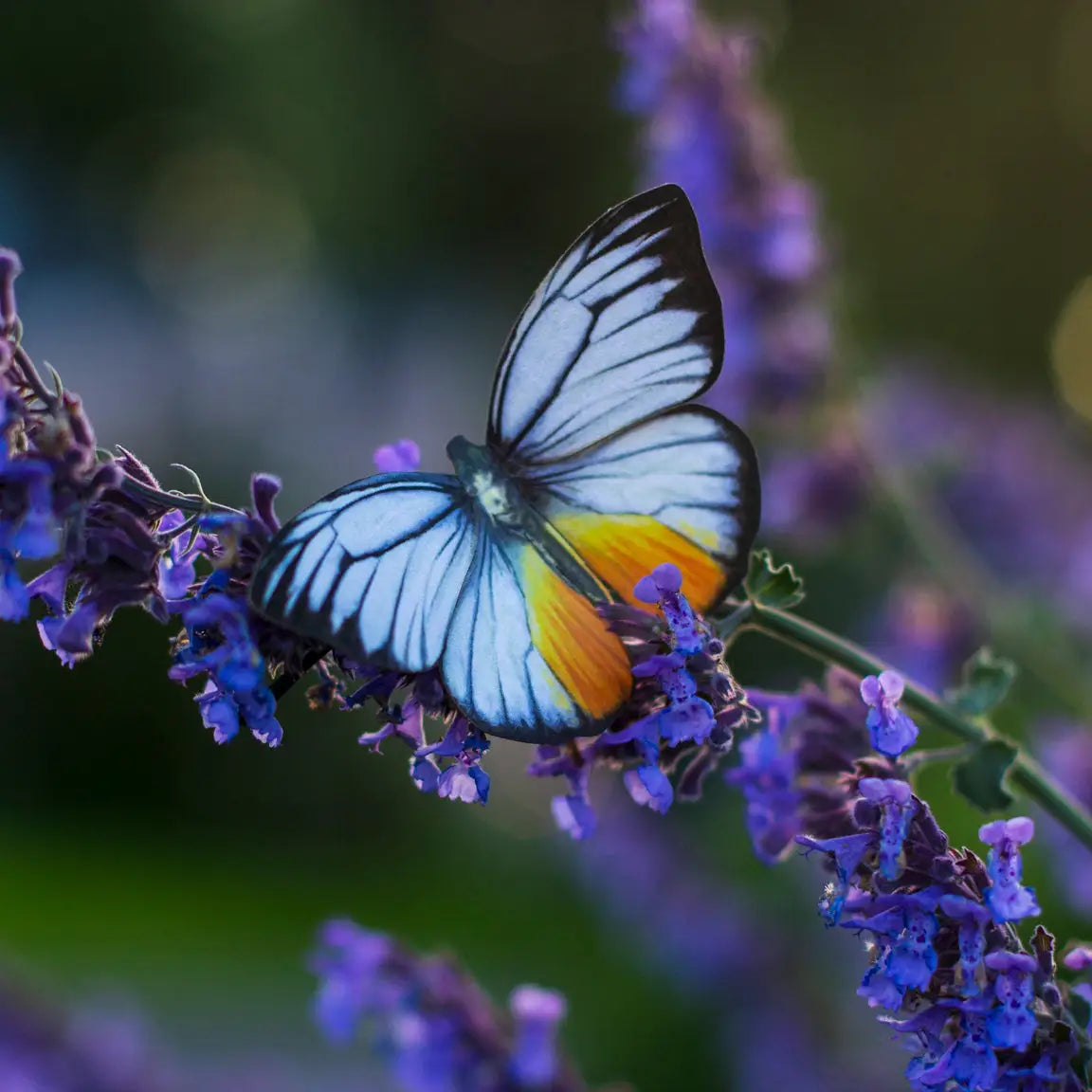 Basra Paper Butterfly set