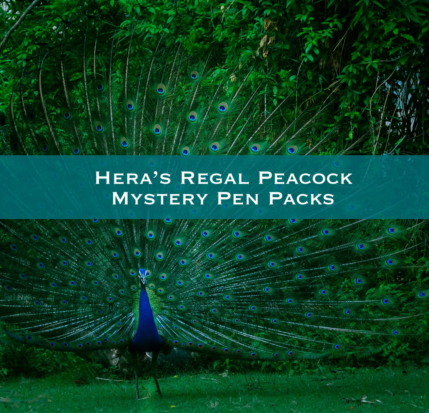 Hera's Regal Peacock Mystery Pen Packs
