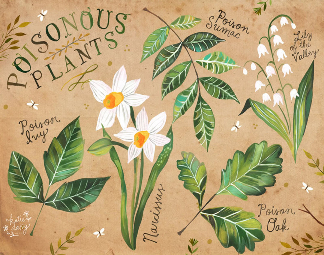 Poisonous Plants Print - 8x10"