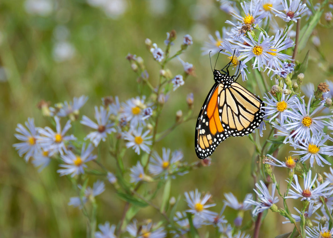 Spring Wing Collection - Monarch Pen Pack