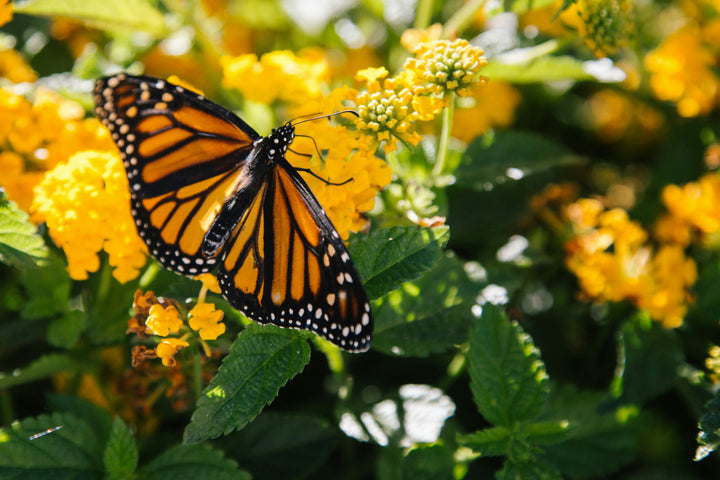 Spring Wing Collection - Monarch Pen Pack