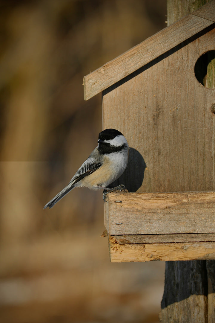 Spring Wing Collection - Chickadee Pen Pack