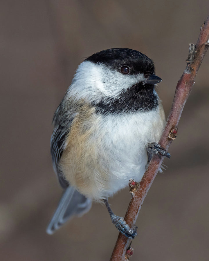 Spring Wing Collection - Chickadee Pen Pack