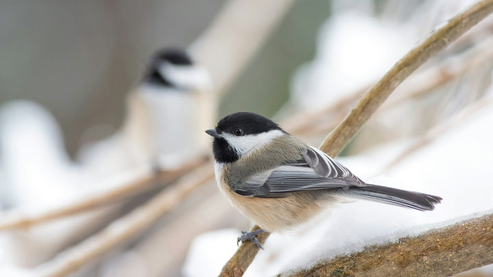 Spring Wing Collection - Chickadee Pen Pack