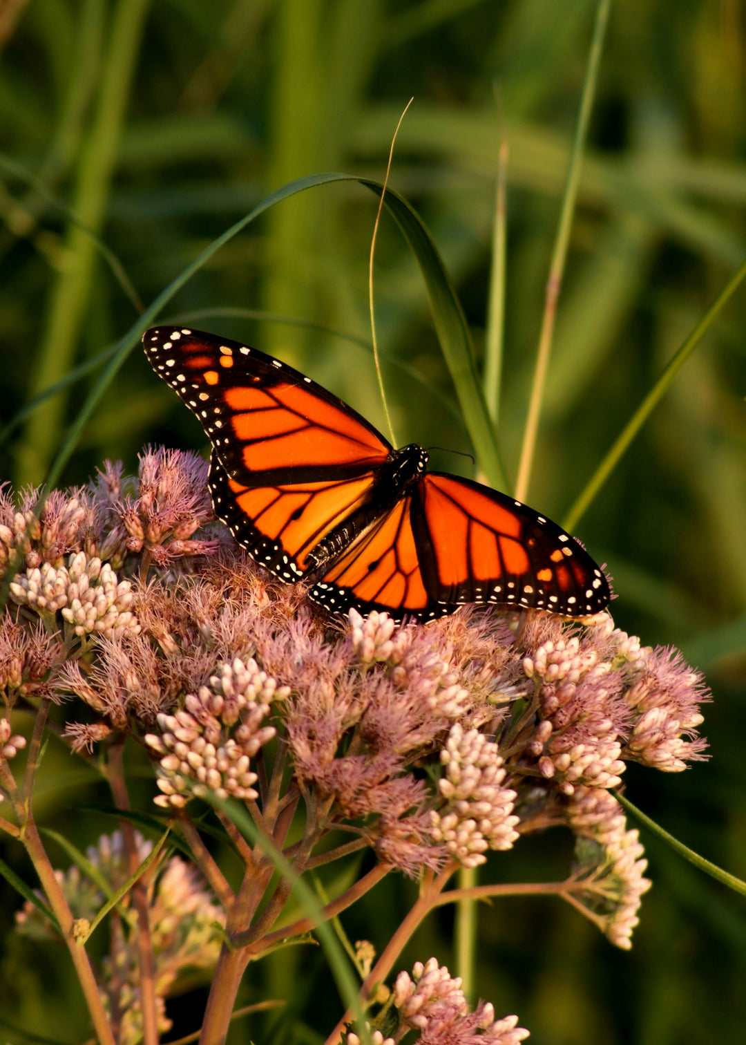 Spring Wing Collection - Monarch Pen Pack