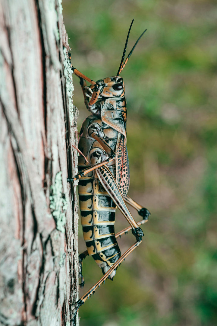 Entomology Enthusiast Mystery Theme Set