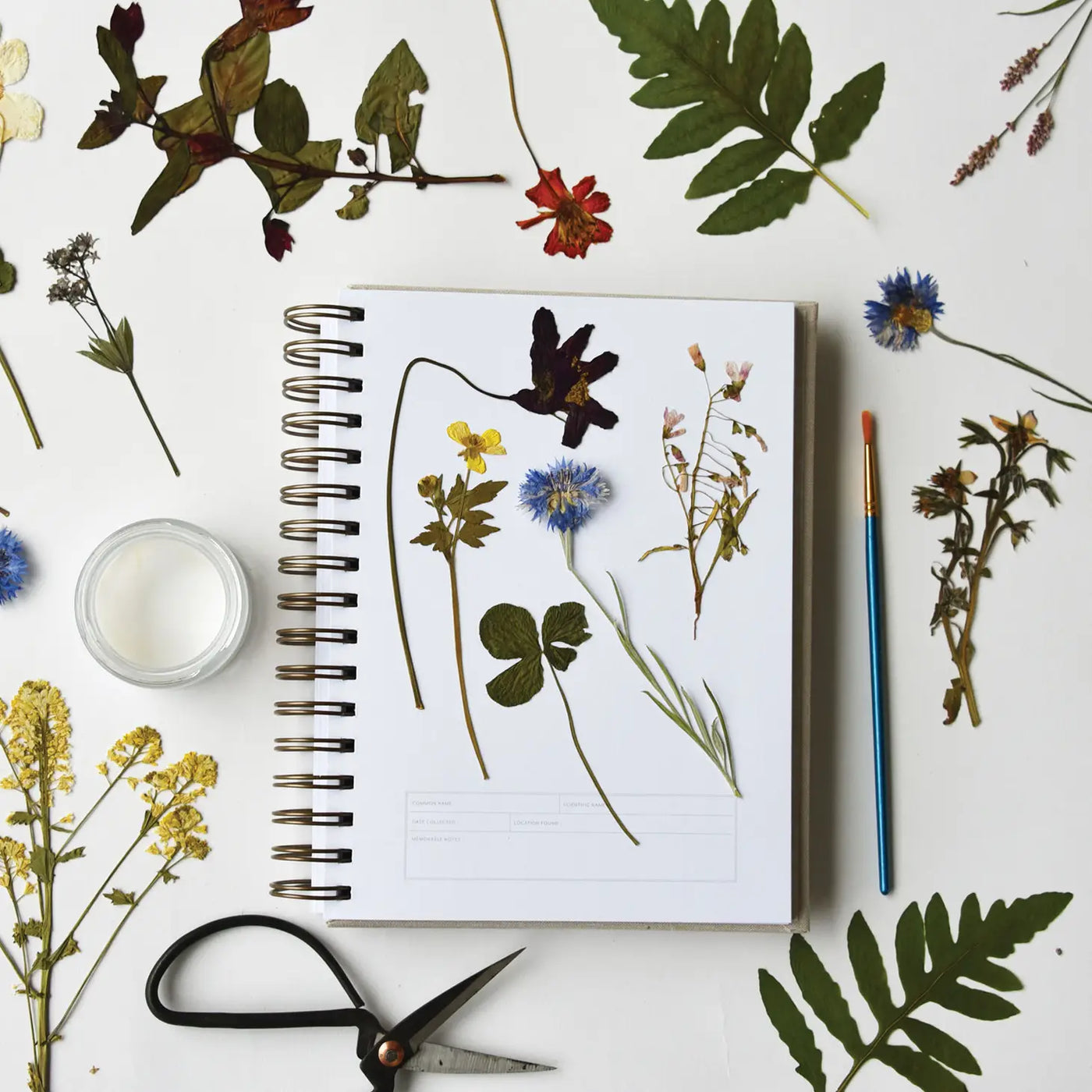 Herbarium Journal - Dandelion