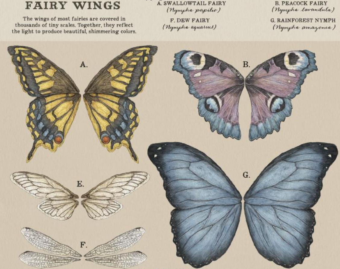 Fairies Diffwreenrt Races History And Types Of Fairies