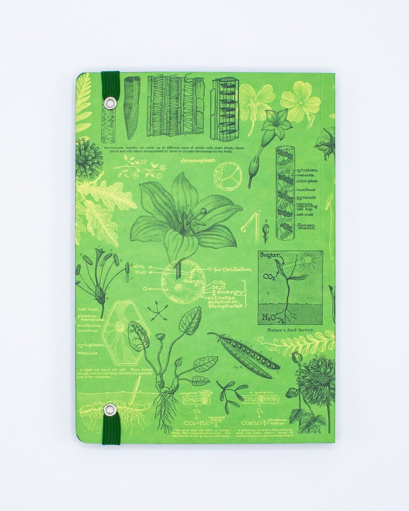 Botany Explorer Notebook