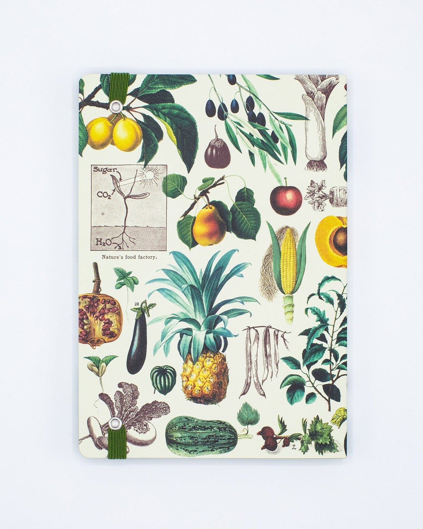 Fruit & Veggies Explorer Notebook