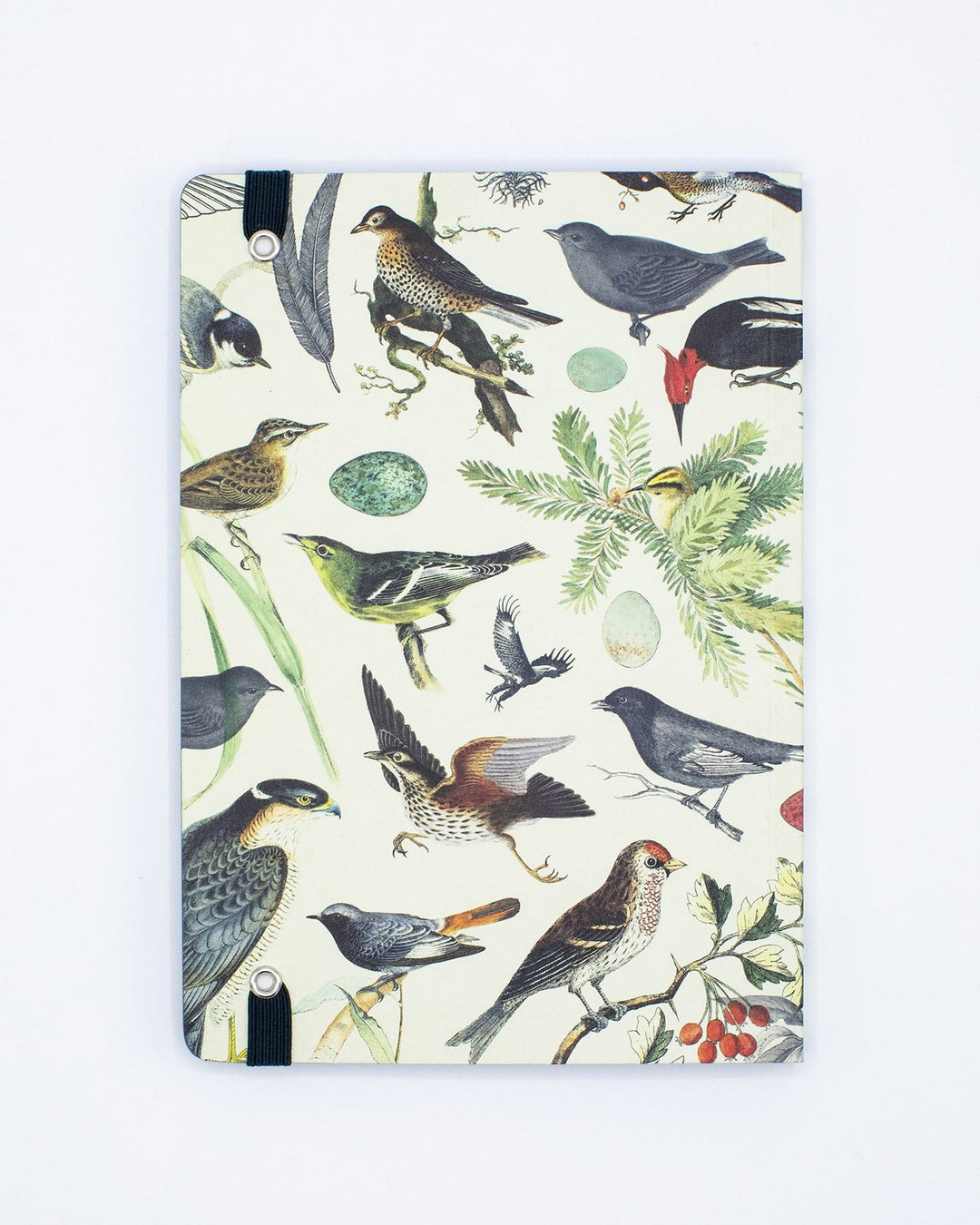 Ornithology Explorer Notebook