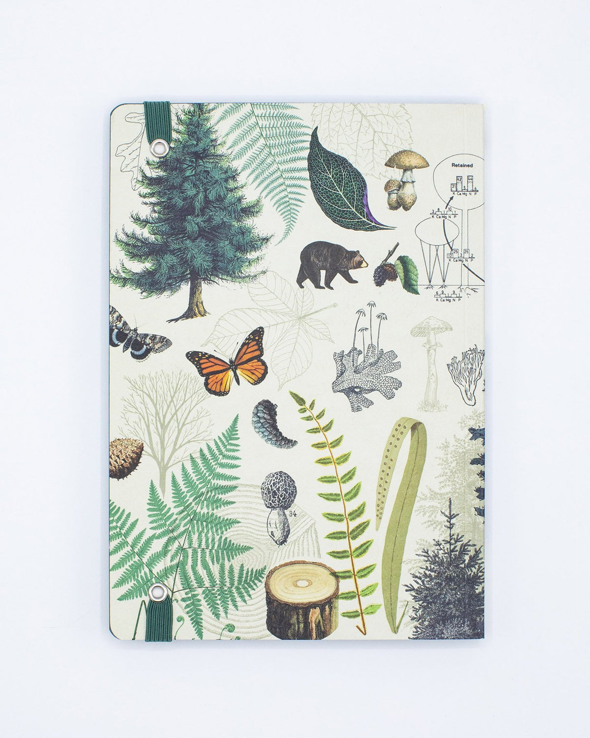 Into the Forest Explorer Notebook