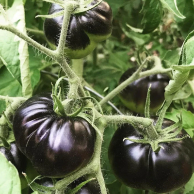 Black Beauty Tomato Tarot Seed Packet