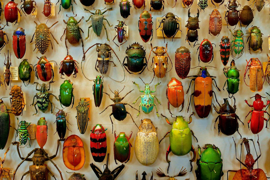 Bugs + Beetles Mystery Theme Set