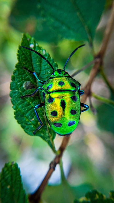 Bugs + Beetles Mystery Theme Set