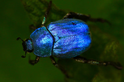 Bugs + Beetles Mystery Theme Set
