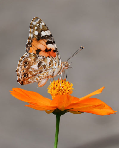 Butterfly + Moth Mystery Theme Set
