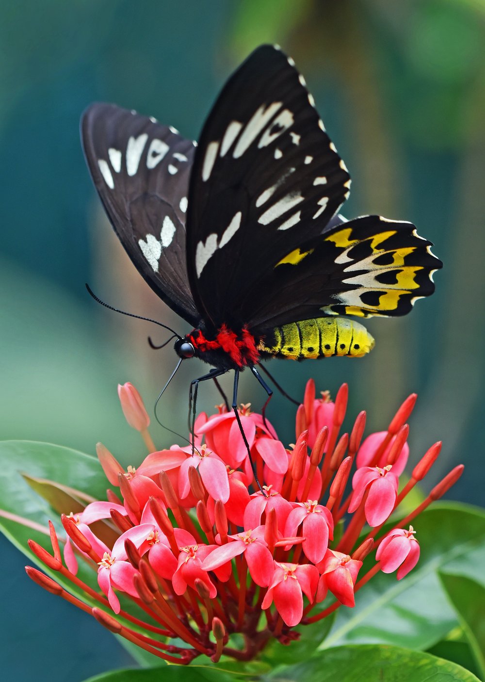 Butterfly + Moth Mystery Theme Set