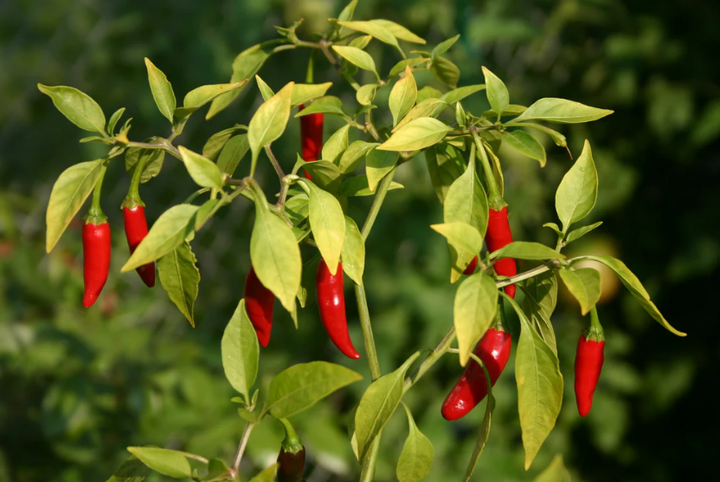 Cayenne Pepper Seed Packet