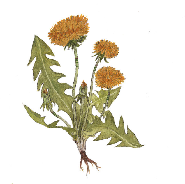 Collector: The Dandelions Print