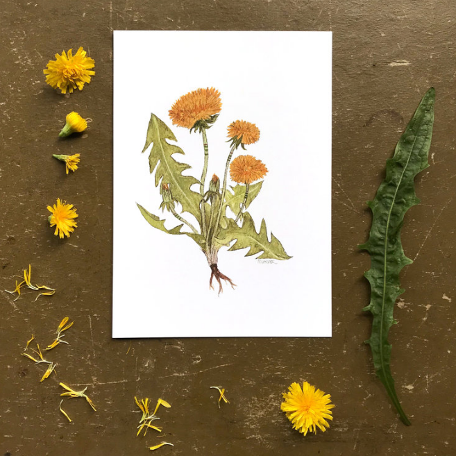 Collector: The Dandelions Print